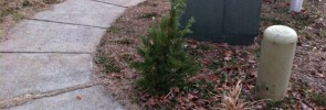 Leyland Cypress in the Wrong Place