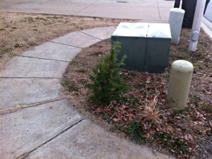 Leyland Cypress in the Wrong Place