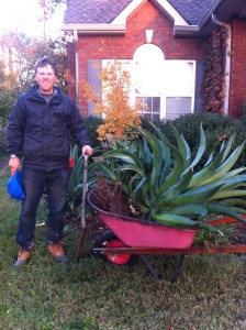 Blue Agave must be stored in a cool, dry place for Winter. Replant next May after frost!