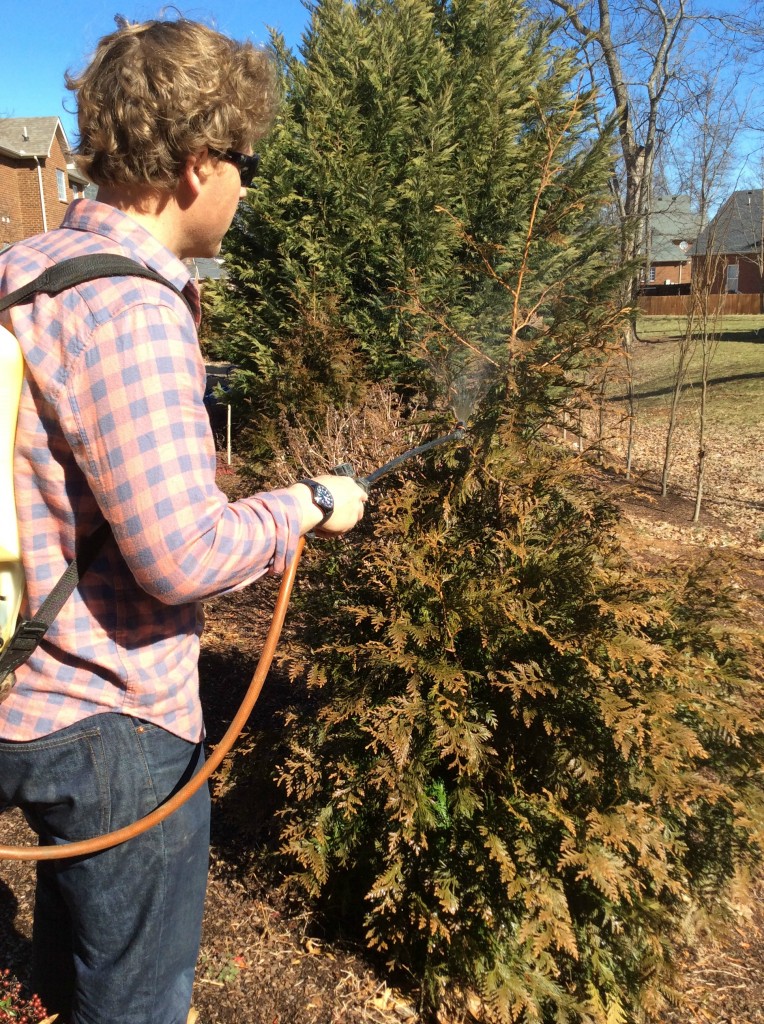 Apply hort. oil in Feb-March to your evergreens to kill pest eggs.