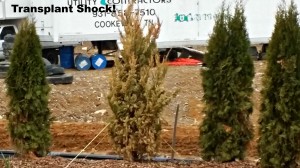 Hollywood Juniper under transplant shock. The soil root ball was incorrectly installed.