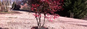 Nandina domestica Transplant. Plant nandina for Christmas berries.