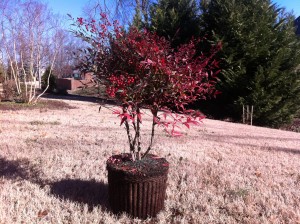 Nandina domestica Transplant. Plant nandina for Christmas berries.