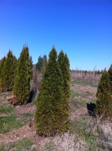 Select one stem as the central leader and prune the rest back.