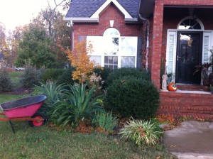 The blue agave and dark green Japanese holly match the blue-gray roof and shutters. The yellow leaf coral bark Japanese Maple is the hot color.