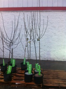 Fruit trees for sale. Notice the plant ID tag. Very important to read before purchase.