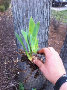 Loosen the soil around the stem with a trowel or spade and gently lift.q