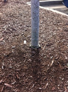 Cut the strings around the stem once the tree is stable. This red maple tree will eventually die.