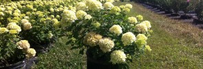 Little Lime Hydrangea is one of my favorites.