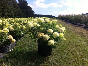 Little Lime Hydrangea is one of my favorites.