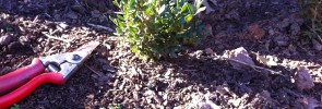 Small evergreen plants save money and grow quickly.