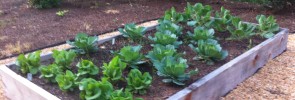 Cool season vegetables in a cedar raised bed.