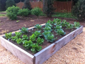 Cool season vegetables in a cedar raised bed.