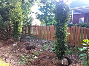 Plant Evergreens for Privacy