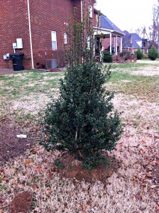 This holly will need TLC for two years to reach full establishment