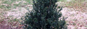 This holly will need TLC for two years to reach full establishment