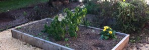 Cedar raised bed for veggies and herbs.