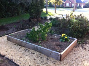 Cedar raised bed for veggies and herbs.