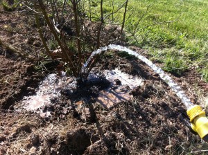 Irrigate until a pool forms. Soak the transplant, then allow to dry. Repeat