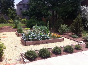 Broccoli and Lettuce Flowering (Bolting).