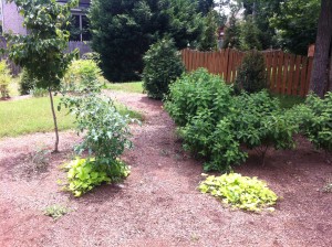 Volunteer cherry tomatoes with Margarite Sweet Potato Vine under Hyperion Dogwood. Limelight Hydrangea group on right.