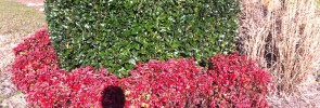 Red Firepower Nandina, Chinese holly, and Miscanthus grass.