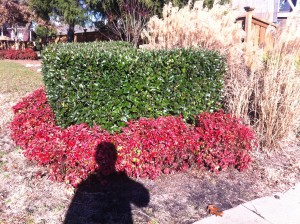 Red Firepower Nandina, Chinese holly, and Miscanthus grass.