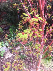 Sango kaku Coralbark maple has fine leaf texture.