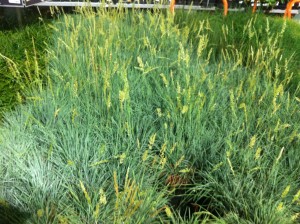 Little Blue Stem grass has excellent thin texture grass blades.