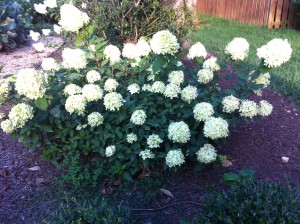 I love the small mophead blooms!