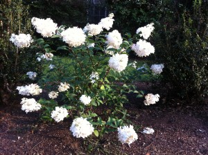 Large blooms change color. This is the first stage.