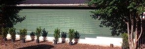 Hicksi Yew shrubs will be spaced and planted after the holes are dug using a tape measure.