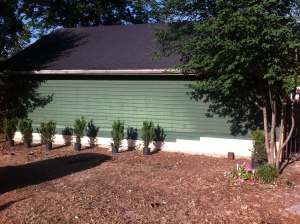 Hicksi Yew shrubs will be spaced and planted after the holes are dug using a tape measure.