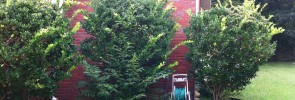 Ligustrum shrubs need pruning.