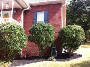 Ligustrum shrubs look nice and neat after pruning.
