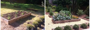 Raised Beds for Edible Landscaping Before and After