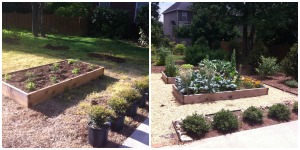 Raised Beds for Edible Landscaping Before and After