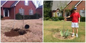 The mulch ring keeps the tree moist and happy.