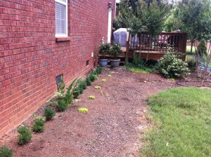 Start with small shrubs to save money. They will grow over many years, eventually reaching the window sill.