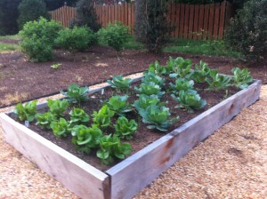 Lettuce and cabbage grow best in Spring and Fall.