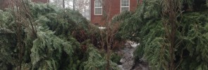 This leyland cypress tree failed due to poor branching structure and a bad install job.