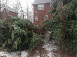 This leyland cypress tree failed due to poor branching structure and a bad install job.