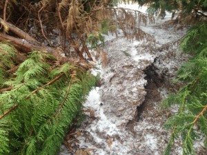 This leyland cypress was not installed properly. The roots did not develop properly.