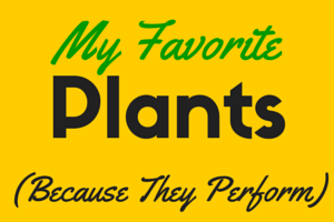 my favorite plants