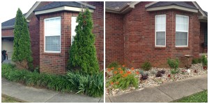 Arborvitae removed, replaced with glossy abelia and hydrangea border.