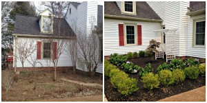 Korean boxwood and blue Endless Summer hydrangea create a dramatic before and after.