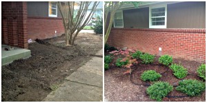 Abelias and azaleas bring evergreen interest to a shady front yard.