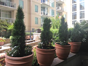 My first container garden at a the Icon in the Gulch. Emerald Green Arborvitae with white impatiens and creeping jenny perennial.